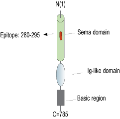 Anti-Semaphorin-3F Antibody