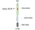 Semaphorin-3F Blocking Peptide