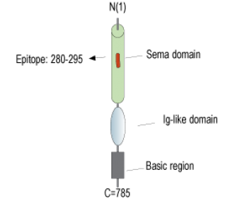Semaphorin-3F Blocking Peptide