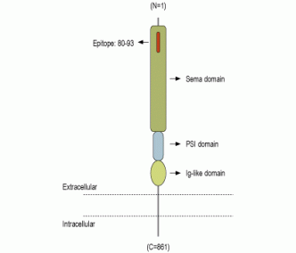 Semaphorin 4D/SEMA4D (extracellular) Blocking Peptide