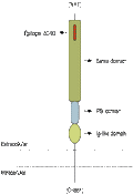 Anti-Semaphorin 4D (SEMA4D) (extracellular) Antibody