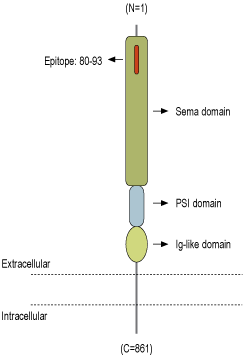 Anti-Semaphorin 4D (SEMA4D) (extracellular) Antibody