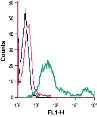 Anti-Semaphorin 4D (SEMA4D) (extracellular)-FITC Antibody