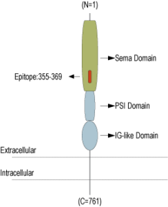 Anti-Semaphorin 4A (SEMA4A) (extracellular) Antibody