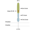 Semaphorin 4A (SEMA4A) (extracellular) Blocking Peptide