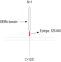 Anti-Semaphorin 6A (extracellular) Antibody