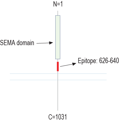 Anti-Semaphorin 6A (extracellular) Antibody