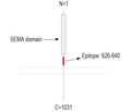 Semaphorin 6A (extracellular) Blocking Peptide