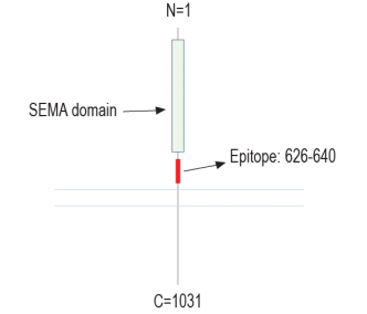 Semaphorin 6A (extracellular) Blocking Peptide