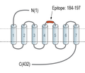 Neuropeptide FF Receptor 1 (extracellular) Blocking Peptide