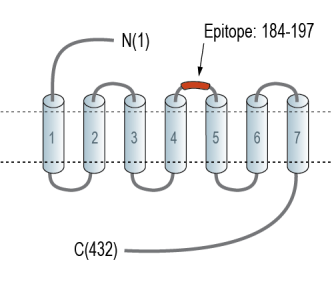 Neuropeptide FF Receptor 1 (extracellular) Blocking Peptide