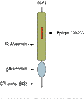 Anti-Semaphorin 7A (SEMA7A) (extracellular) Antibody