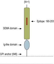 Anti-Semaphorin 7A (SEMA7A) (extracellular) Antibody