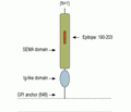 Semaphorin 7A/SEMA7A (extracellular) Blocking Peptide
