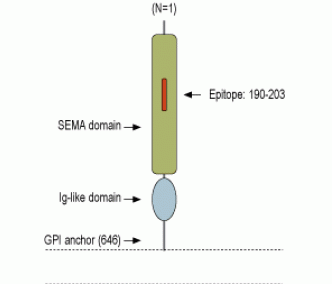 Semaphorin 7A/SEMA7A (extracellular) Blocking Peptide