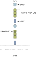 Anti-Slitrk1 (extracellular) Antibody