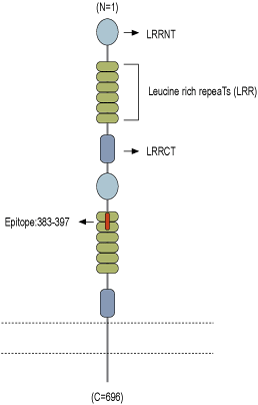 Anti-Slitrk1 (extracellular) Antibody