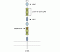 Slitrk1 (extracellular) Blocking Peptide