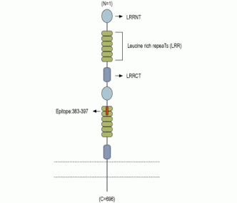 Slitrk1 (extracellular) Blocking Peptide