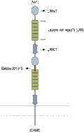 Anti-Slitrk2 (extracellular) Antibody