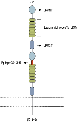 Anti-Slitrk2 (extracellular) Antibody