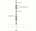 Slitrk2 (extracellular) Blocking Peptide