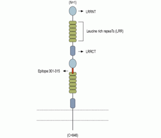 Slitrk2 (extracellular) Blocking Peptide