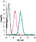 Anti-GPR91 (SUCNR1) (extracellular)-FITC Antibody