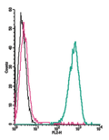 Anti-GPR91 (SUCNR1) (extracellular)-PE Antibody