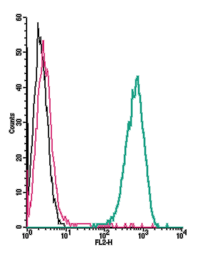 Anti-GPR91 (SUCNR1) (extracellular)-PE Antibody