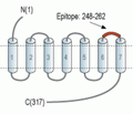 GPR91/SUCNR1 (extracellular) Blocking Peptide