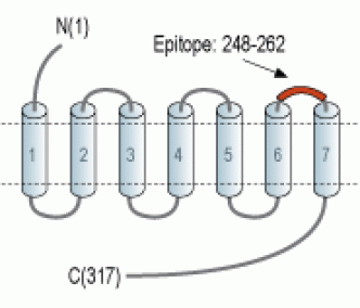 GPR91/SUCNR1 (extracellular) Blocking Peptide