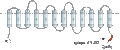 Anti-SLC17A5 (Sialin) Antibody
