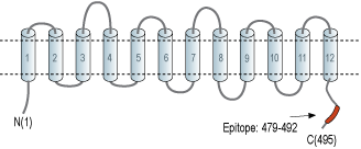 Anti-SLC17A5 (Sialin) Antibody