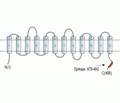 SLC17A5/Sialin Blocking Peptide