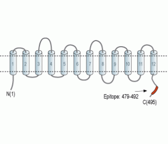 SLC17A5/Sialin Blocking Peptide