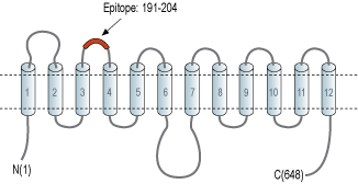 Anti-SVCT2/SLC23A2 (extracellular) Antibody
