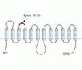 SVCT2/SLC23A2 (extracellular) Blocking Peptide
