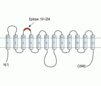 SVCT2/SLC23A2 (extracellular) Blocking Peptide