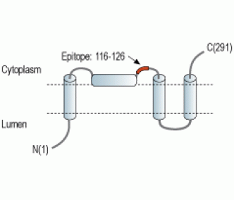 TRIC-B/TMEM38B Blocking Peptide