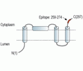 TRIC-A/TMEM38A Blocking Peptide