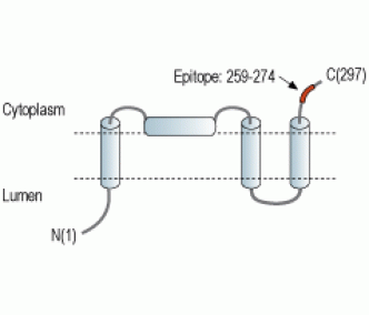 TRIC-A/TMEM38A Blocking Peptide