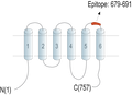Anti-TMC1 (extracellular) Antibody