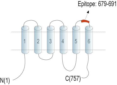 Anti-TMC1 (extracellular) Antibody