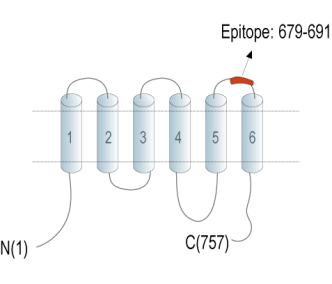 TMC1 (extracellular) Blocking Peptide
