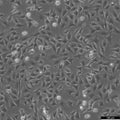 ATDC5 cell