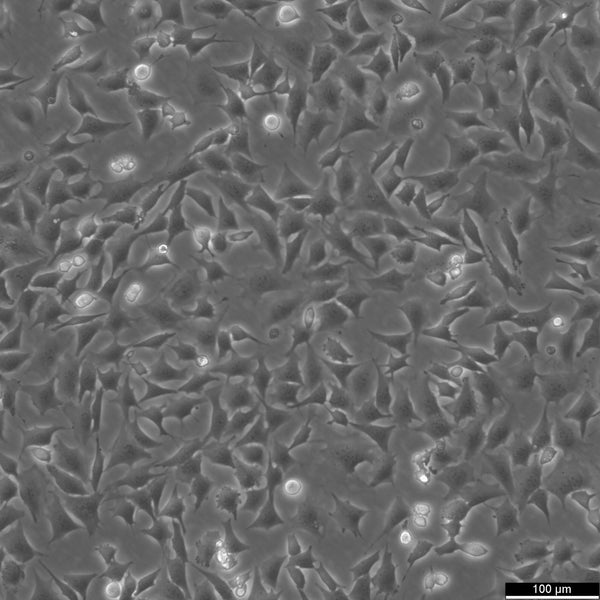 ATDC5 cell