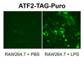 ATF2 Reporter Lentivirus – Figure 1