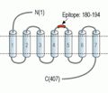 Neurokinin 1 Receptor/NK1R (extracellular) Blocking Peptide