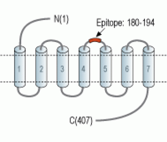 Neurokinin 1 Receptor/NK1R (extracellular) Blocking Peptide